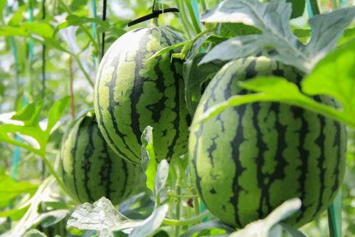 在哪里可以免费吃瓜,畅享夏日清凉新体验  第2张